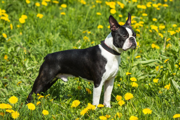 He was raised by cats : r/BostonTerrier