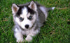 Cute Pomsky Dog Breed! Facts You Should Know about Pomsky
