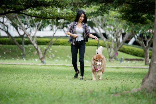 Crucial Points That Will Help You While Giving Your Dog Potty Training Tips