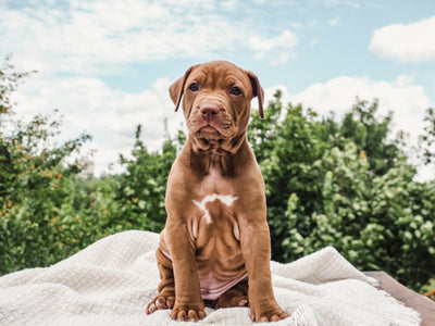 20 Cutest and Loving Bull Puppies That Make the Best Companion for Life