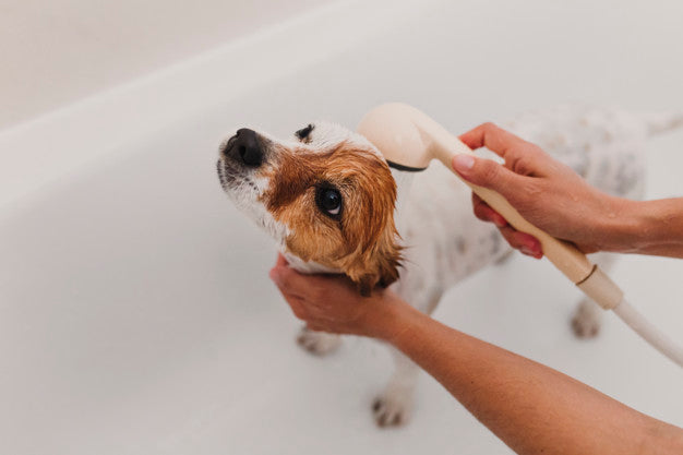 Simple Tricks to Make Dog’s Bath Time Easier Faster and Neater