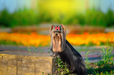 Top 15 Cutest Yorkshire Terriers Make You Go Mad After Seeing Them
