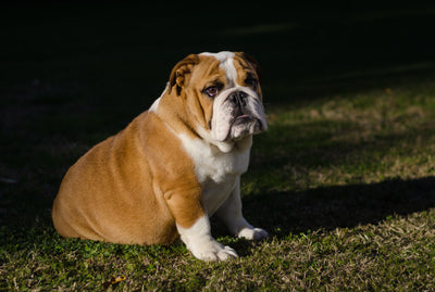 Facts Photos and Secrets About English Bulldog That Everyone Should Know!