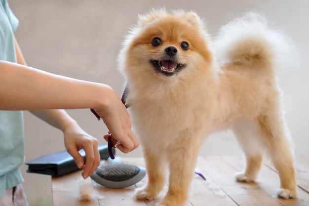 Pet Grooming Diy or Professional Assistance a Better Choice