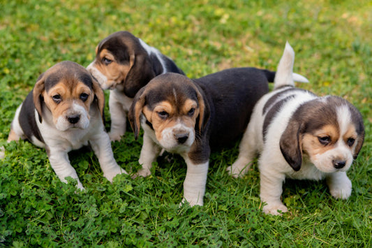 15 Most Attractive Beagle Puppies That Will Steal Your Heart Away