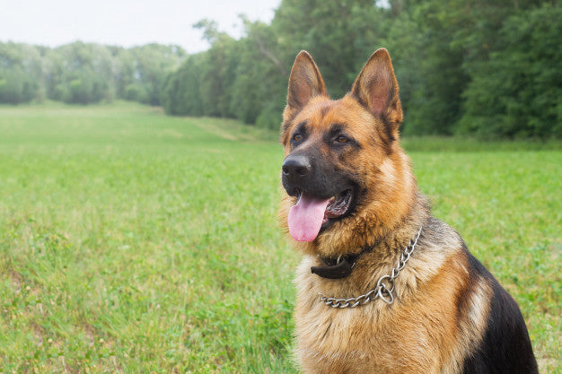 Top Smartest German Shepherds Dogs in the World