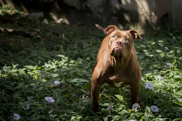 15 Cute Pitbull That Will Make You Go Crazy