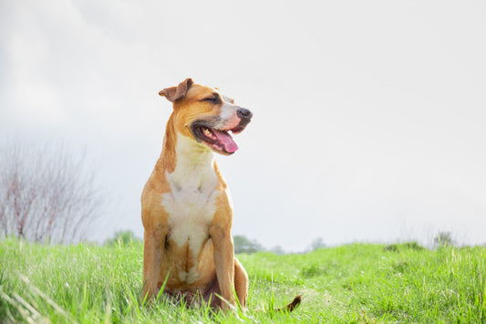 Pitbull Breeds and Their Differences in Behavior