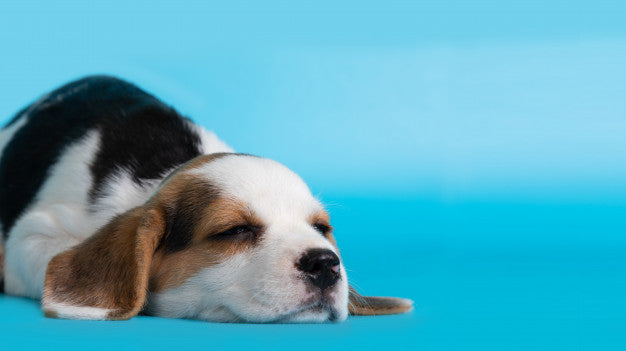 5 Ways to Put Your Dog to Sleep on Weekends