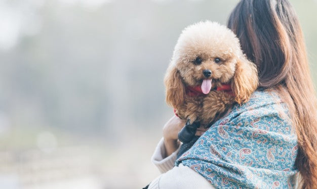 20 Incredibly Attractive Poodle Puppies That Will Complete Your Family