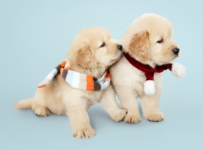 15 Super-cute Puppies That You Will Love