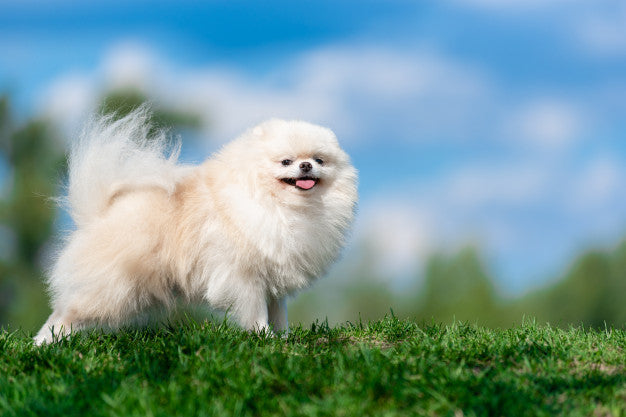 Why is It Important to Adopt a Senior Dog